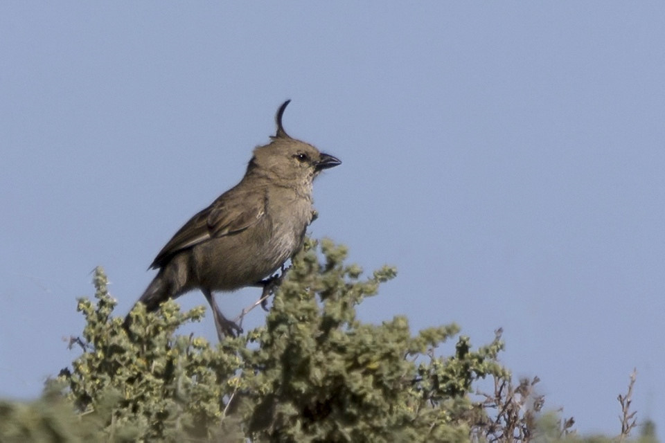 Chirruping Wedgebill (Psophodes cristatus)